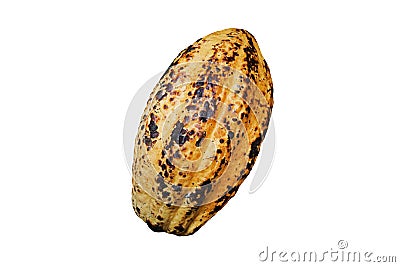 Yellow ripe cocoa pod isolated on white background. Stock Photo