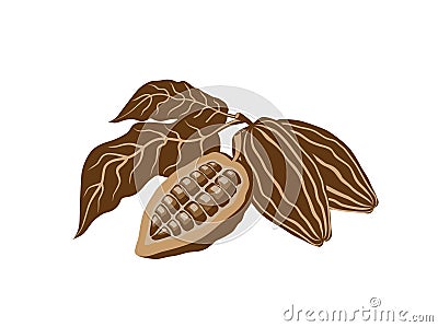 Cocoa beans Stock Photo