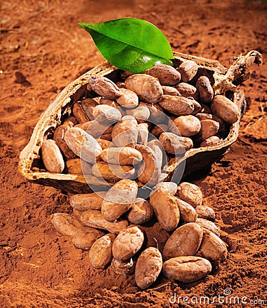 Cocoa Beans Stock Photo