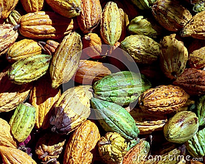 Cocoa Beans Stock Photo