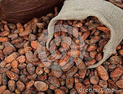 Cocoa beans in a bag Stock Photo