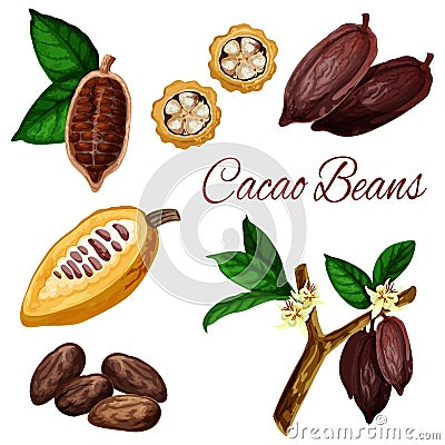 Cocoa beans, cacao pod plant, chocolate ingredient Vector Illustration