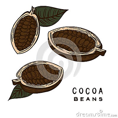 Cocoa beans hand drawn Vector Illustration