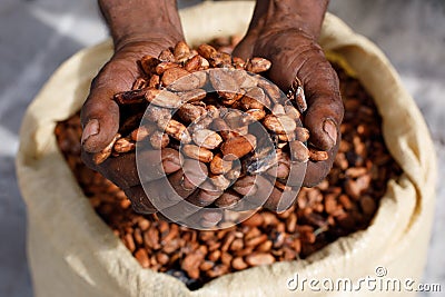 Cocoa beans in the hands of a farmer on the background of bags. Stock Photo