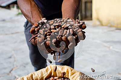 Cocoa beans in the hands of a farmer on the background of bags. Stock Photo