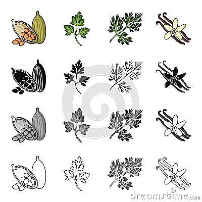 Cocoa beans, a leaf of a herb of a dill, a parsley, spice vanilla. Herbs and spices set collection icons in cartoon Vector Illustration