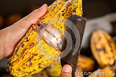 Cocoa beans and cocoa pod. Stock Photo