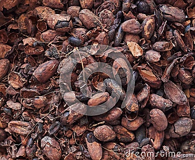 Cocoa beans shells and nibs on a chocolate making factory table Stock Photo