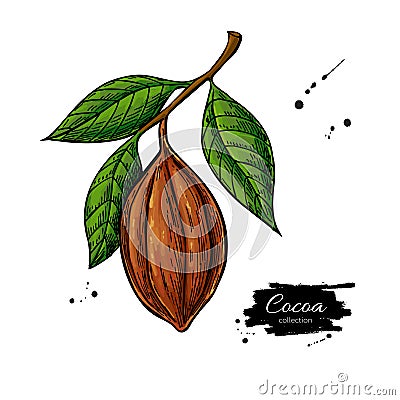 Cocoa branch vector superfood drawing. Organic healthy food sket Vector Illustration