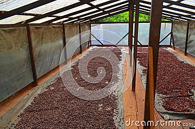 Cocoa farm, Stock Photo