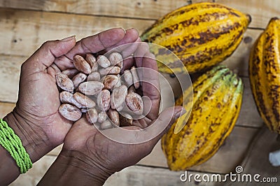 Cocoa farmer Stock Photo