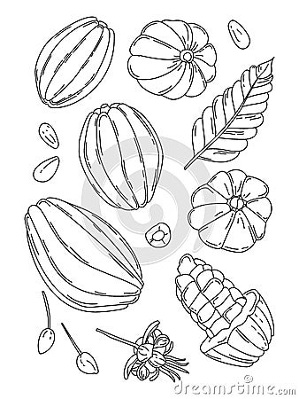 Cocoa fruit doodle vector illustration set Cartoon Illustration