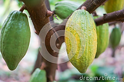 Cocoa fruit in the garden with lemon leaves in the background, agricultural production concept, gardening Stock Photo