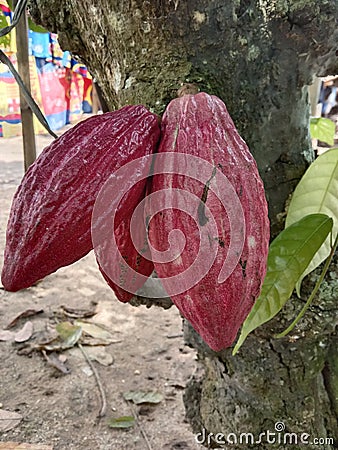 Cocoa plants are the basic ingredients of chocolate Stock Photo