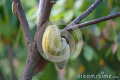 Close up Cocoa plants in nature Background. Stock Photo