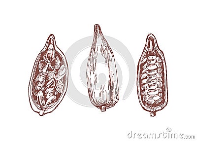 Cocoa pod with beans hand drawn vector illustrations set. Cacao sprout half cut with chocolate seeds isolated on white Vector Illustration