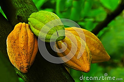 Cocoa pods Stock Photo