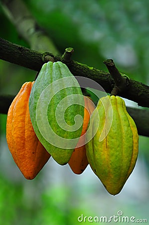 Cocoa pods Stock Photo