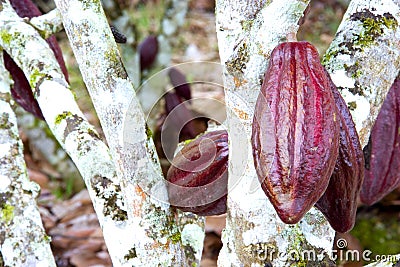 Cocoa Pods Stock Photo