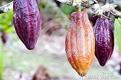 Cocoa Pods Stock Photo