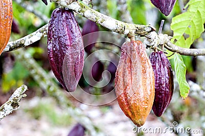 Cocoa Pods Stock Photo