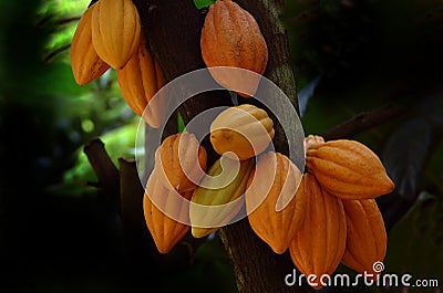 Cocoa pods Stock Photo