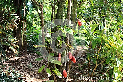 Cocoa pods Stock Photo