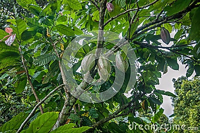 Cocoa pods Stock Photo