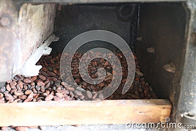 Cocoa seeds in a dehumidifier Stock Photo