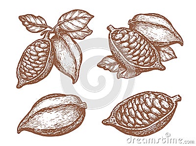 Cocoa with seeds sketch. Chocolate ingredient vector. Hand drawn whole and open cocoa pod Vector Illustration