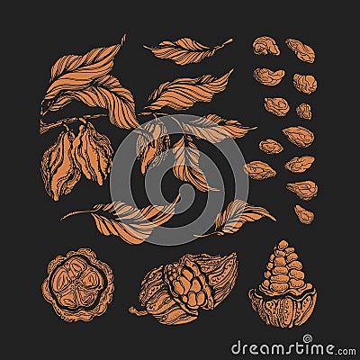 Cocoa set. Vector engraving. Botanical shape Vector Illustration