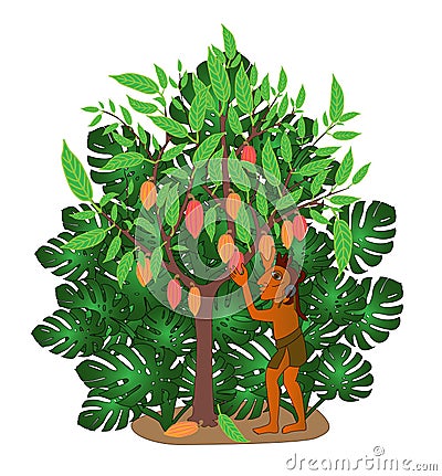 Cocoa tree Vector Illustration