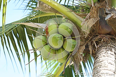 Cocoanut on coconut tree in garden Thailand. Stock Photo