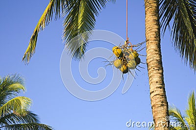 Cocoanuts Being Lowered from Cocoant Palm Tree Stock Photo
