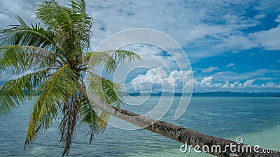 Coconat Palm on the Beach of Kri Island. Gam in Background. Raja Ampat, Indonesia, West Papua Stock Photo