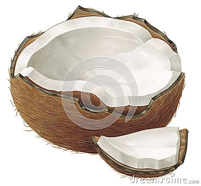 Coconut Cartoon Illustration