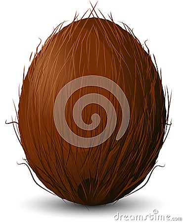 Coconut Vector Illustration