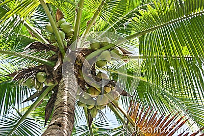 Coconut Stock Photo