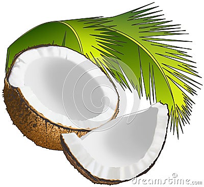 Coconut Cartoon Illustration