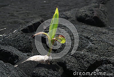 Coconut Stock Photo