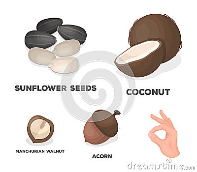 Coconut, acorn, sunflower seeds, manchueian walnut.Different kinds of nuts set collection icons in cartoon style vector Vector Illustration