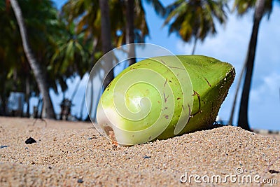 Coconut on beach of Puerto Rico Stock Photo