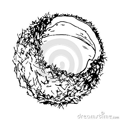 Coconut black and white vector illustration isolated on a white background. Vector Illustration