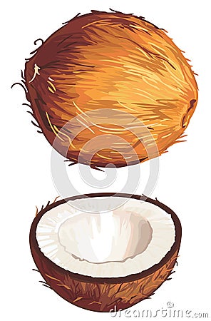 Coconut Stock Photo