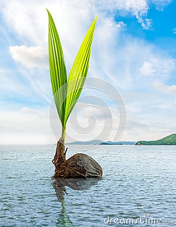 Coconut bud floating in the sea Stock Photo