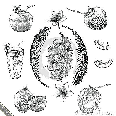 Coconut collection hand drawing vintage stlye Vector Illustration