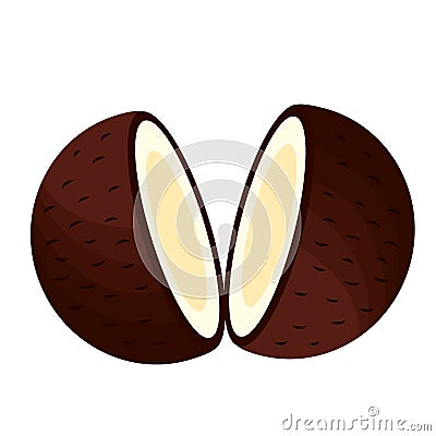 Isolated coconut fruit vector design Cartoon Illustration