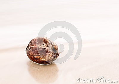 Coconut floating in very calm shallow sea Stock Photo