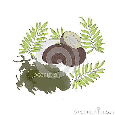 Coconut fruits and coconut leaves. Drawing for the label with coconut oil. Coconut oil. Healthy diet. Vegetable fat. Without trans Vector Illustration