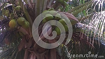 Coconut Stock Photo